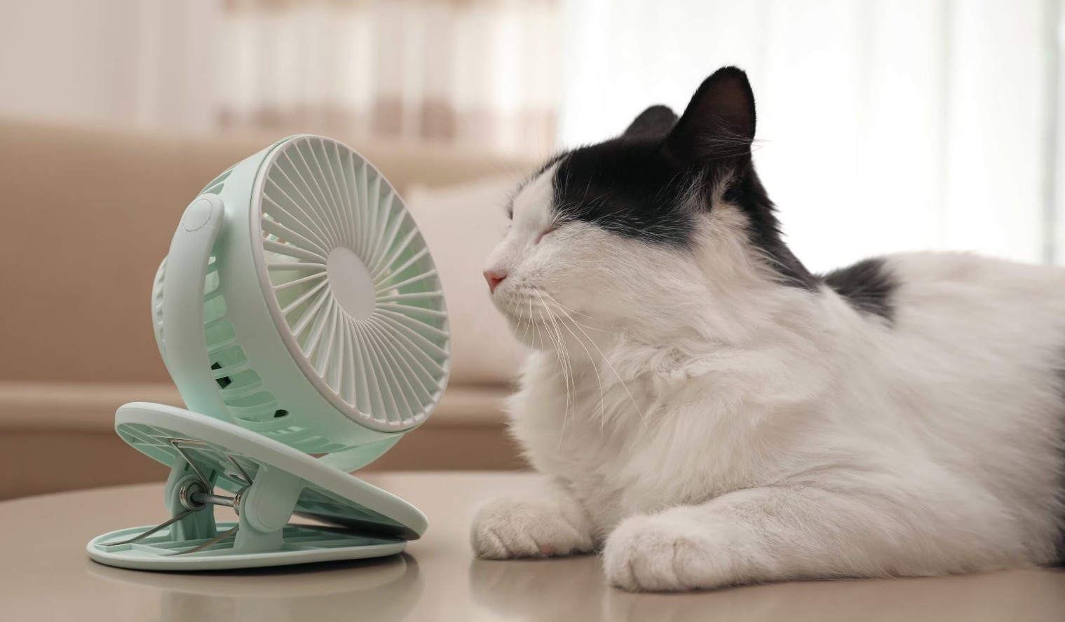 Cómo Ayudar a tu Gato en Días Calurosos: Consejos para Aliviar el Calor en tus Mascotas