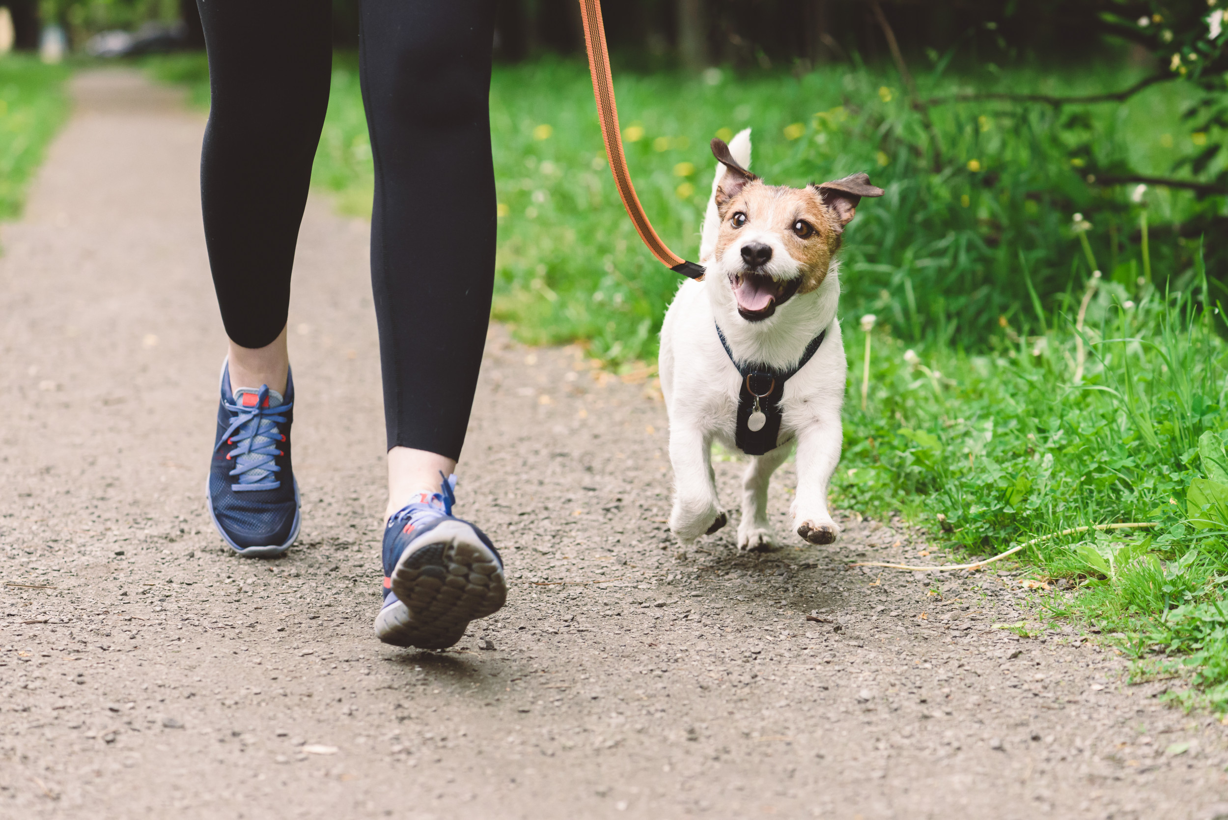 ¿Con Qué Frecuencia Debes Sacar a Pasear a tu Perro?