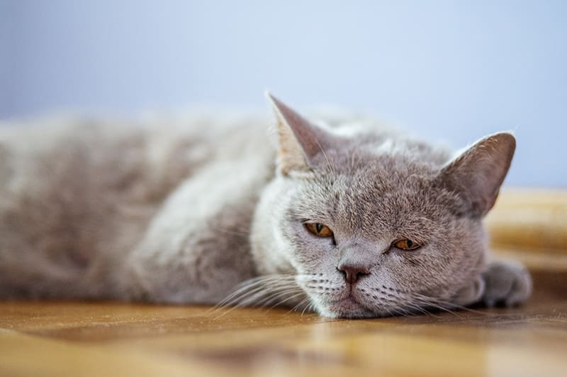 ¿Un Gato Respira Más de 30 Veces por Minuto? Esto es lo que Puede Significar