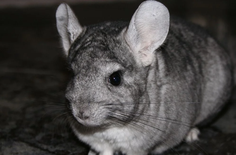 Chinchilla: Apariencia, Características y Particularidades