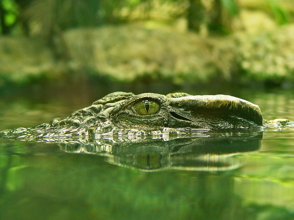 ¿Por qué los cocodrilos se asoman ligeramente del agua?