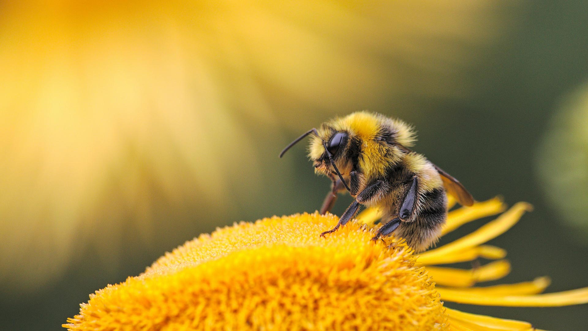 ¿Te ha picado una abeja? Esto es lo que debes hacer