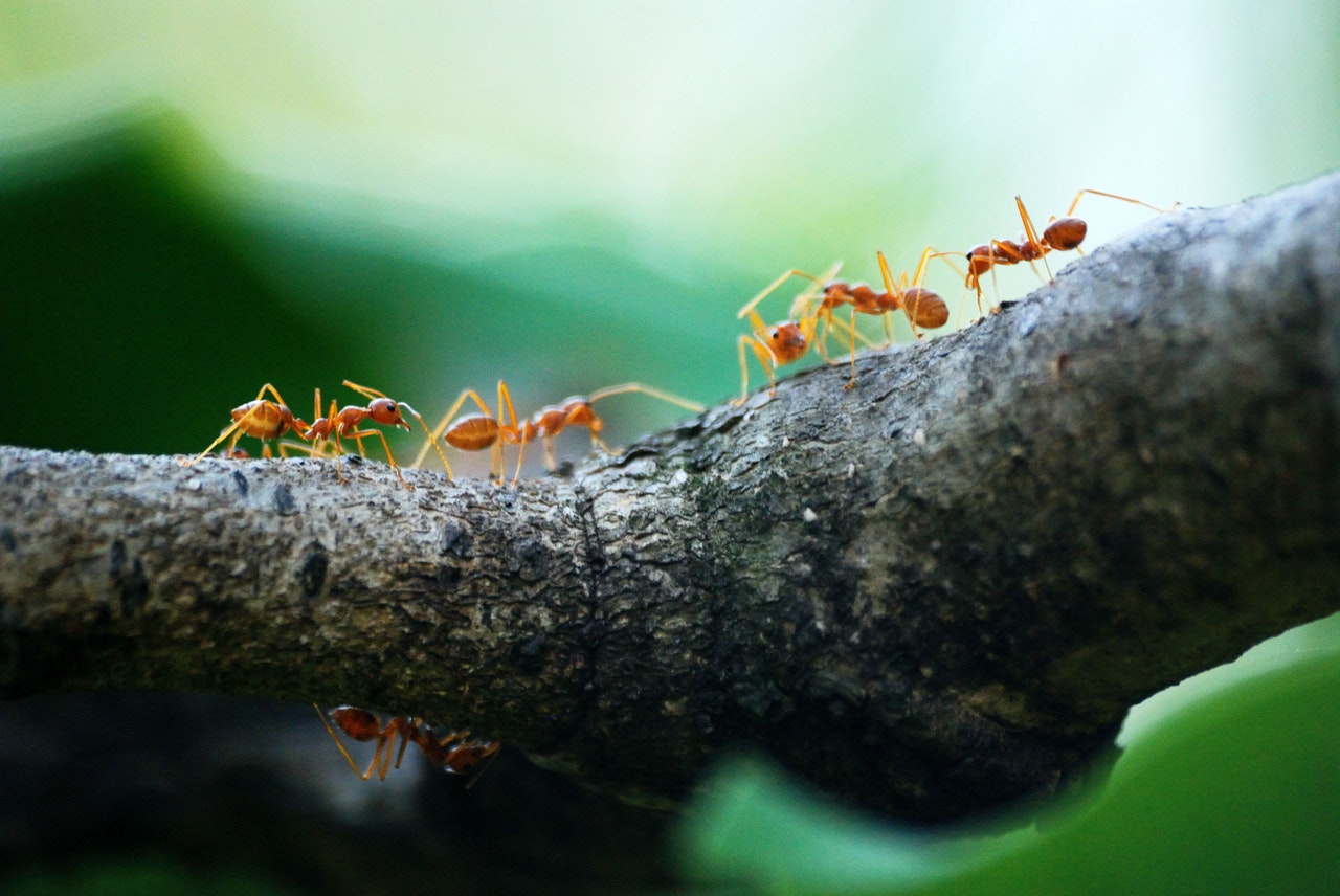 ¿Cómo Se Comunican los Insectos?